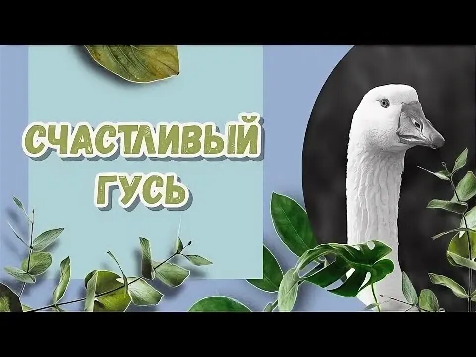 29 сентября день гуся. День счастливого гуся. поздравления с днём рождения гуся. счастливый гусь. день счастливого гуся 29 сентября.