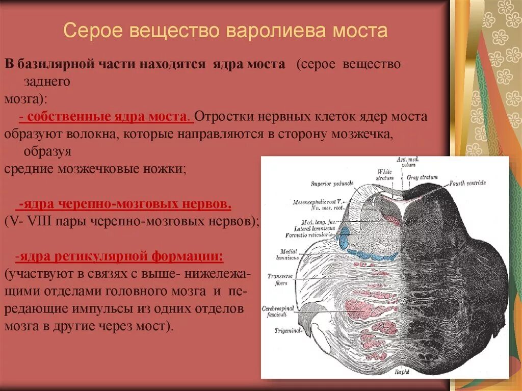 Вещество передний. Серое вещество моста мозга. Варолиев мост серое вещество. Варолиев мост внутреннее строение. Варолиев мост поперечный разрез.