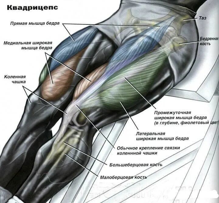 Медиальная группа мышц бедра анатомия. Мышцы бедра передняя поверхность анатомия. Латеральная широкая мышца бедра анатомия. Латеральная головка четырехглавой мышцы бедра