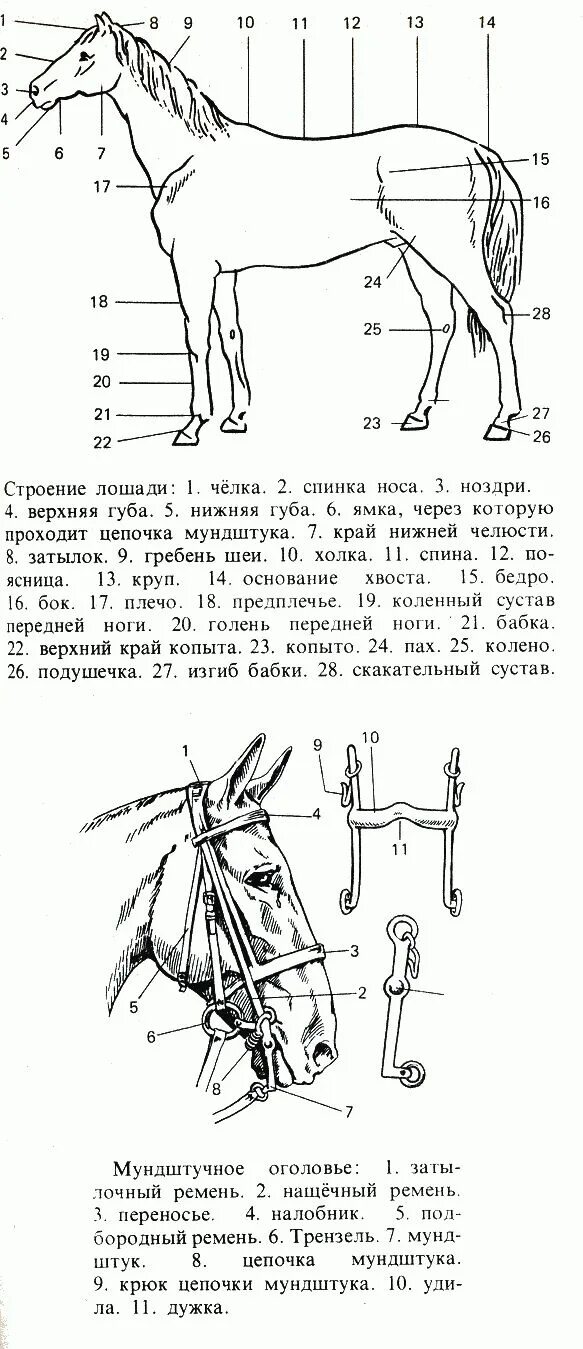 Строение уздечки для лошади. Строение уздечки для лошади схема. Амуниция лошади схема. Строение амуниции для лошади.