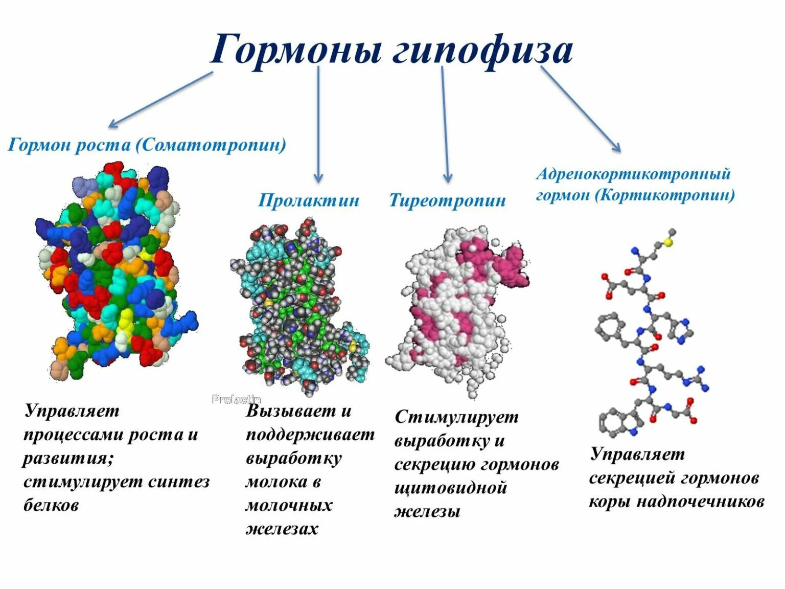 Гормоны принимают участие в. Как выглядят гормоны в организме человека. Тиреотропный гормон строение. Белковые гормоны структура. Соматотропин структура белка.