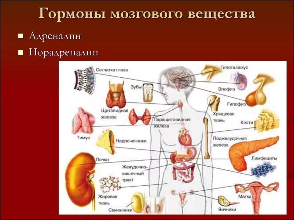 Железы живых организмов. Железы внутренней секреции функции в организме человека. Железы внутренней секреции анатомия. Железы внутренней секреции человека 9 класс биология. Железы внутренней секреции и гормоны рисунок.