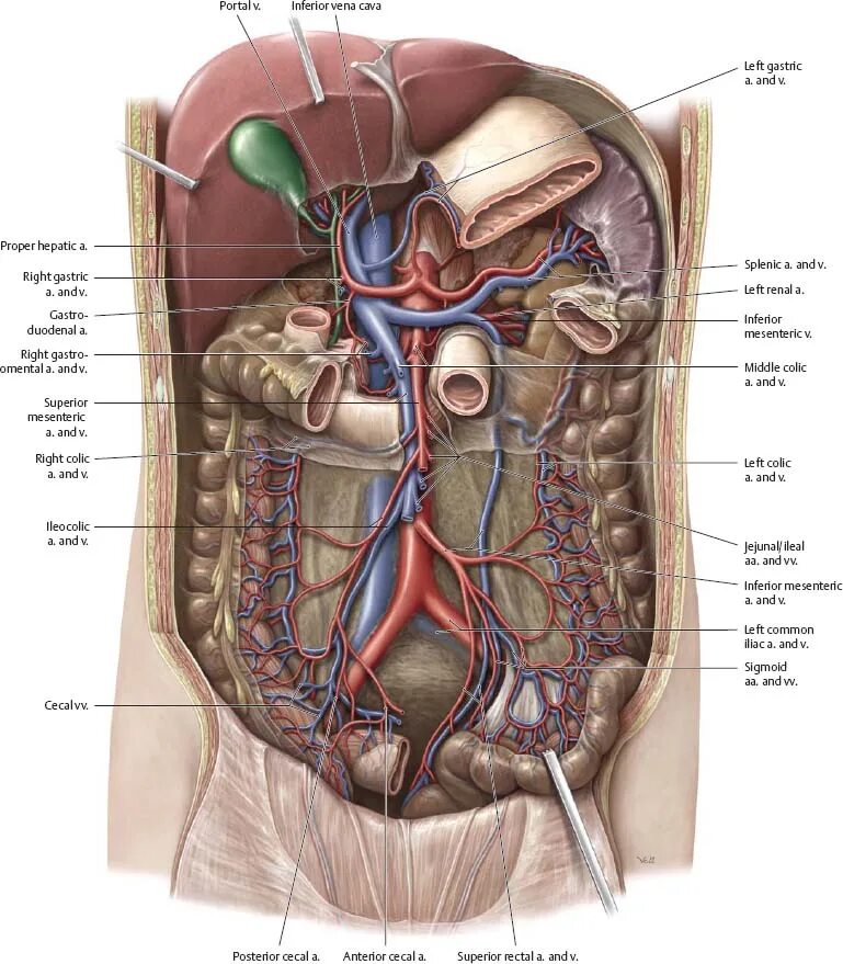 Строение брюшной полости у женщин. Органы брюшной полости 3д. Анатомия брюшной полости человека. Анатомия органов человека брюшной полости.