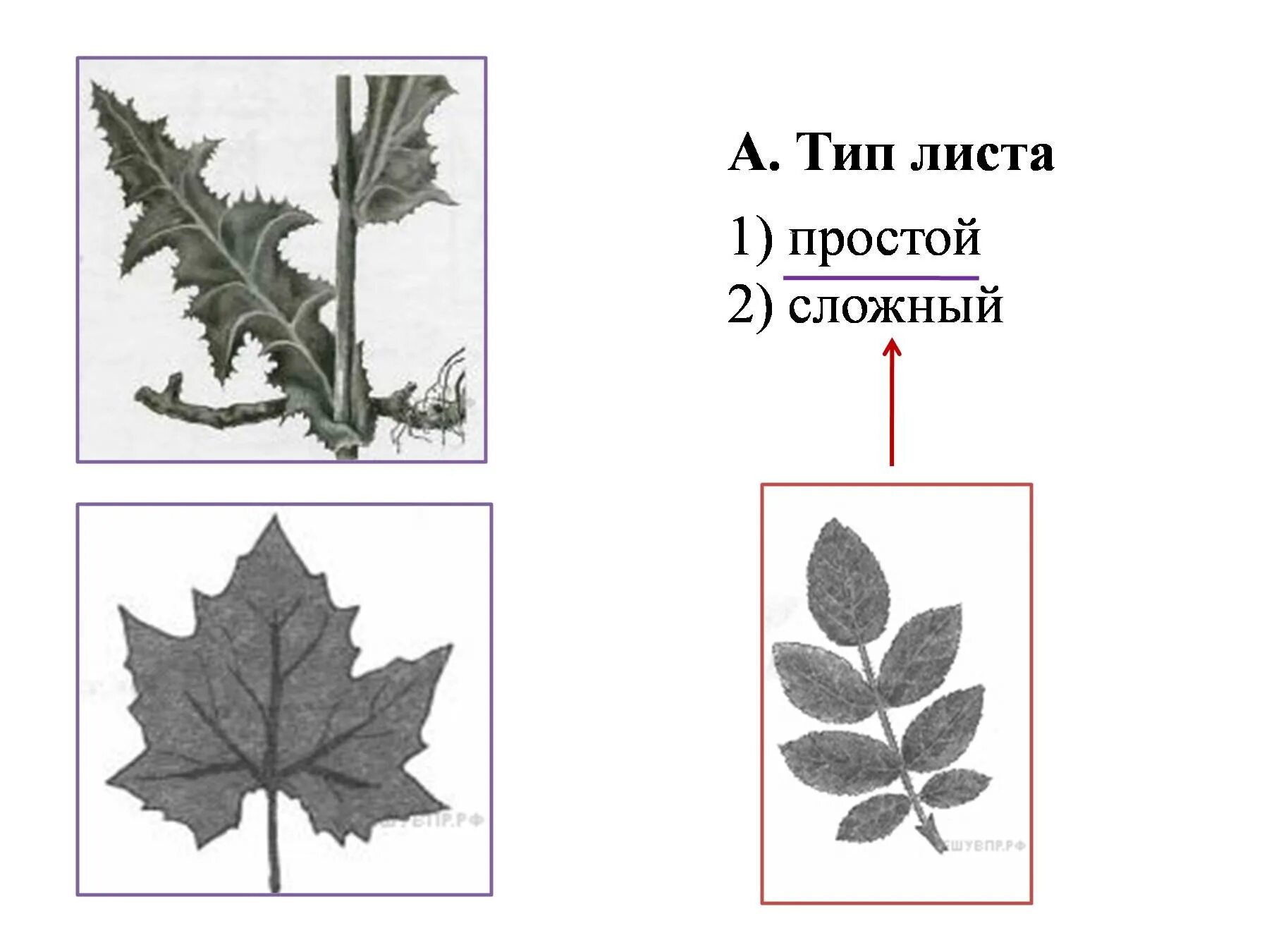 Тип листа. Простые листья. ВПР лист. Жилкование листа из ВПР по биологии.