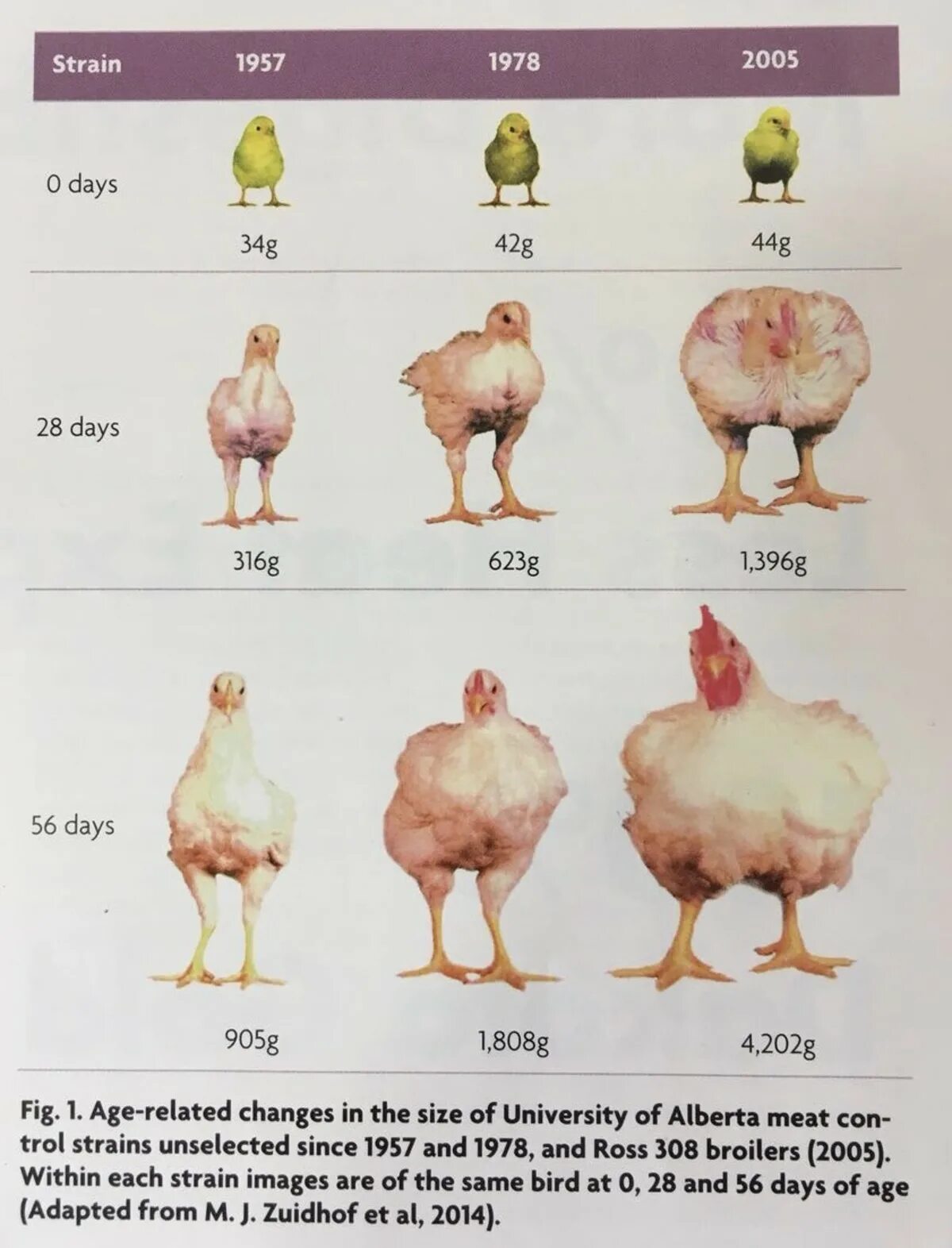 Chicken Parts Size. What is meaning of "Chicken Lips" ?. Green breast Broilers.