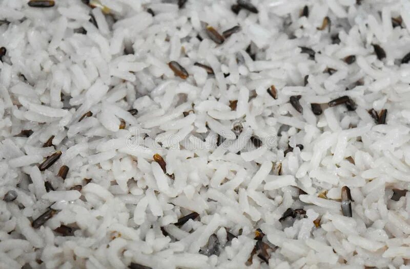 Рис хакумай. Жук мукоед личинки. Рис с кожурой. Дикие сорта риса. Каран на рисовое зерно.