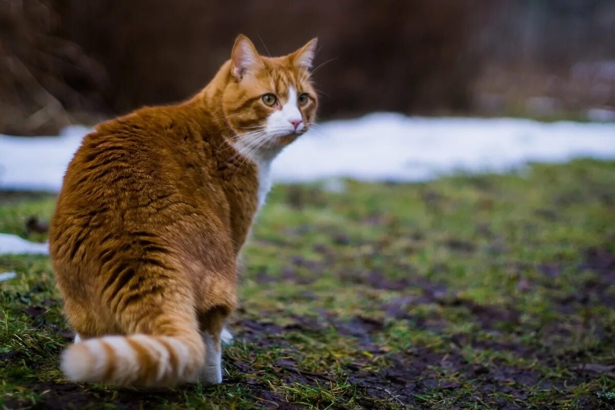 Котик оранжевый. Оранжевые коты. Оранжевый кот в полоску. Оранжевая Дикая кошка.