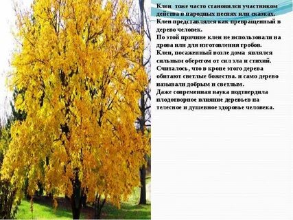 На каких деревьях обитают