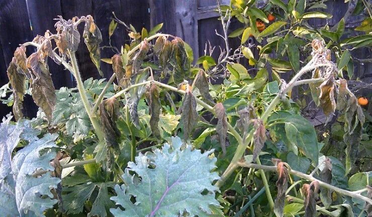 Рассада томатов подмерзла. Томаты замерзли. Аспермия рассады томатов. Подмерзшие томаты в теплице. Подмерзшие помидоры рассада.