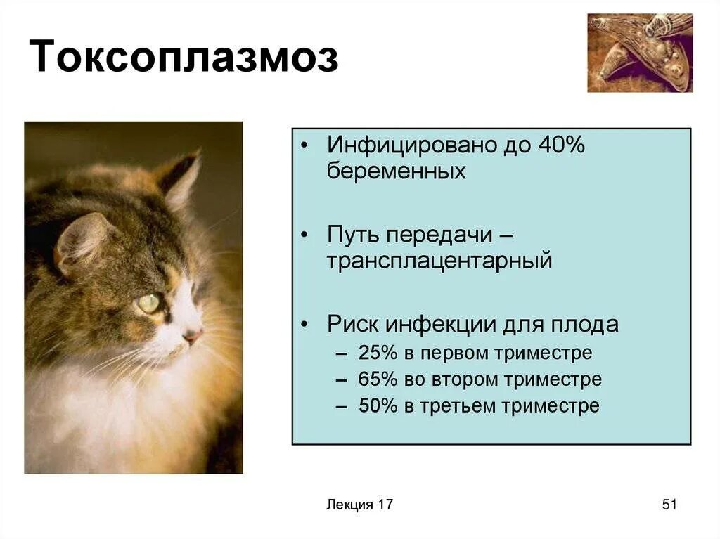 Заболевания передающиеся от кошек. Токсоплазмоз возбудитель симптомы. Болезнь кошек токсоплазмоз. Симптомы заражения кота токсоплазмозом. Токсоплазмоз пути передачи.