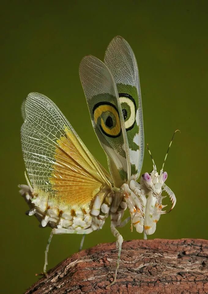 Богомол летает. Богомол Pseudocreobotra wahlbergii. Богомол бабочка. Богомол Pseudocreobotra wahlbergii самец. Spiny Flower Mantis.