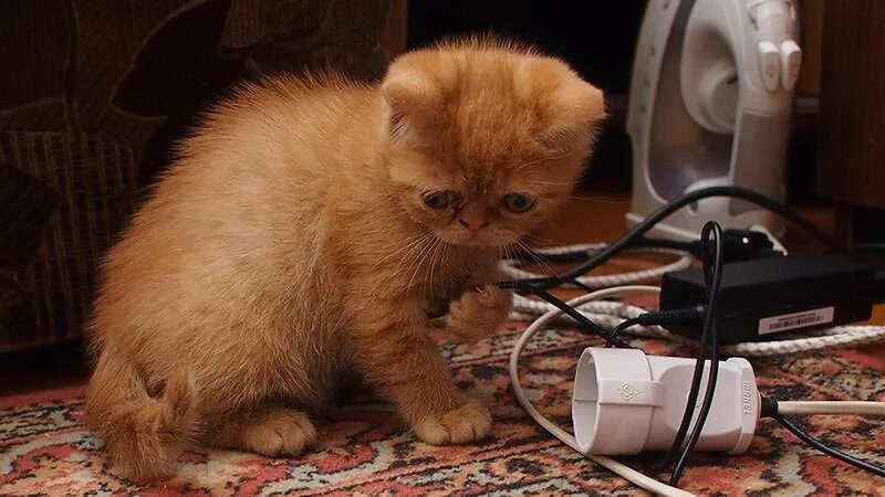 Почему кот грызет провода. Кот перегрыз провод. котик перегрызает провод. электрическая кошка. кот грызет.