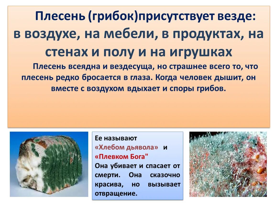 Плесень умирает. Плесень. Плесневые грибы в квартире. Заболевания от плесени.