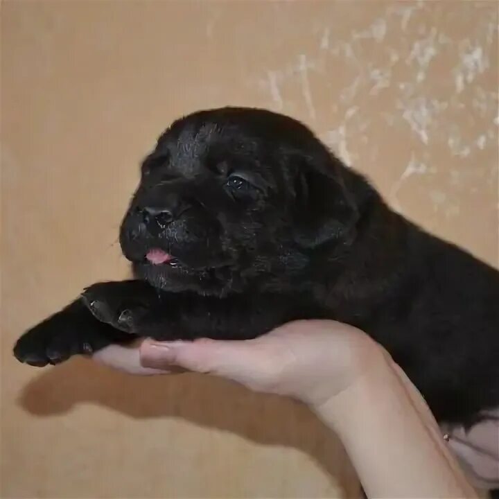 Возьму щенка лабрадора. Новорожденные щенки лабрадора чёрные. новорожденные лабрадоры черные. лабрадоры новорождённые черные.