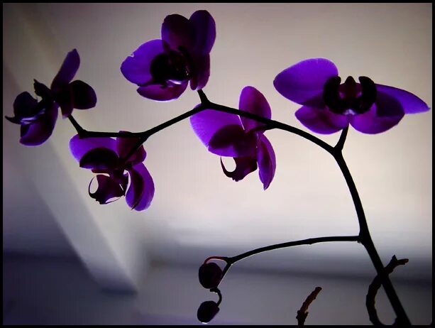 Как выглядит цвет орхидея Pin on Raccolta Phalenopsis in 2024 Orchids, Flowers, Phalaenopsis
