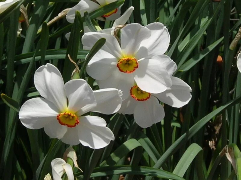 Старый нарцисс. Нарцисс actaea. нарциссы сорт актея. нарциссы сорт actaea. нарцисс поэтический actaea.