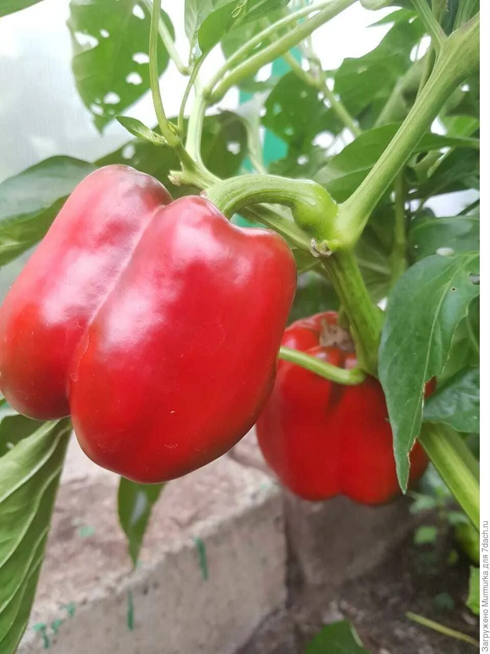 Семена перца биг бой. Перец биг бой характеристика. Семена аэлита перец биг бой. Перец биг бой. Аэлита перец биг бой сладкий.