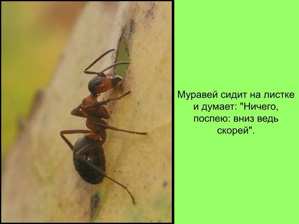 Муравьиная сила. Насекомые муравей. Мирмекология наука о муравьях. Муравьи коммуникация. Презентация про муравьев.