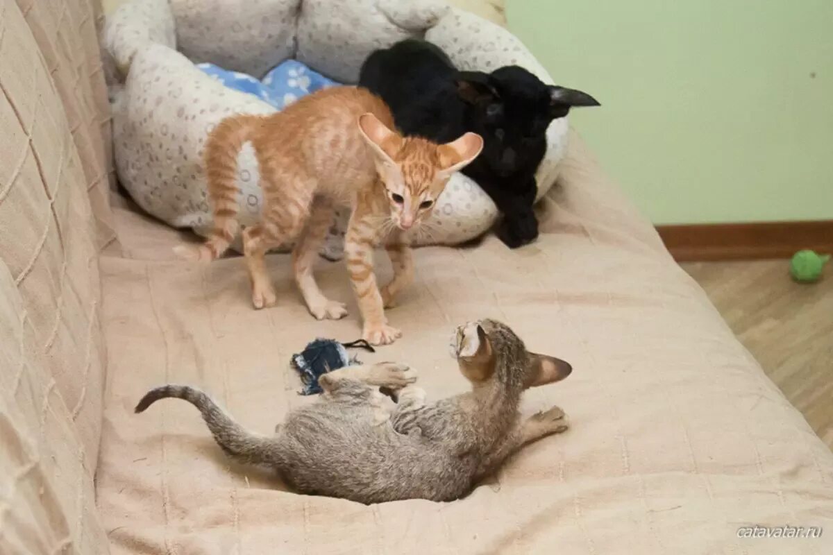 Кот и кошка в одной квартире. Два кота в одной квартире. Котята дерутся с взрослыми кошками. 2 Котенка дерутся. Как подружить кошек между собой