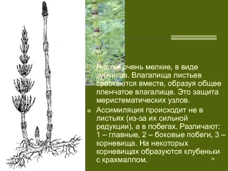 Плауновидные и Хвощевидные. Плауновидные это в биологии. Весенний побег хвоща полевого. Хвощ Лесной корни. Хвощи корень водоросли