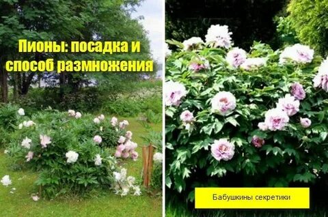 Расстояние при посадке пионов