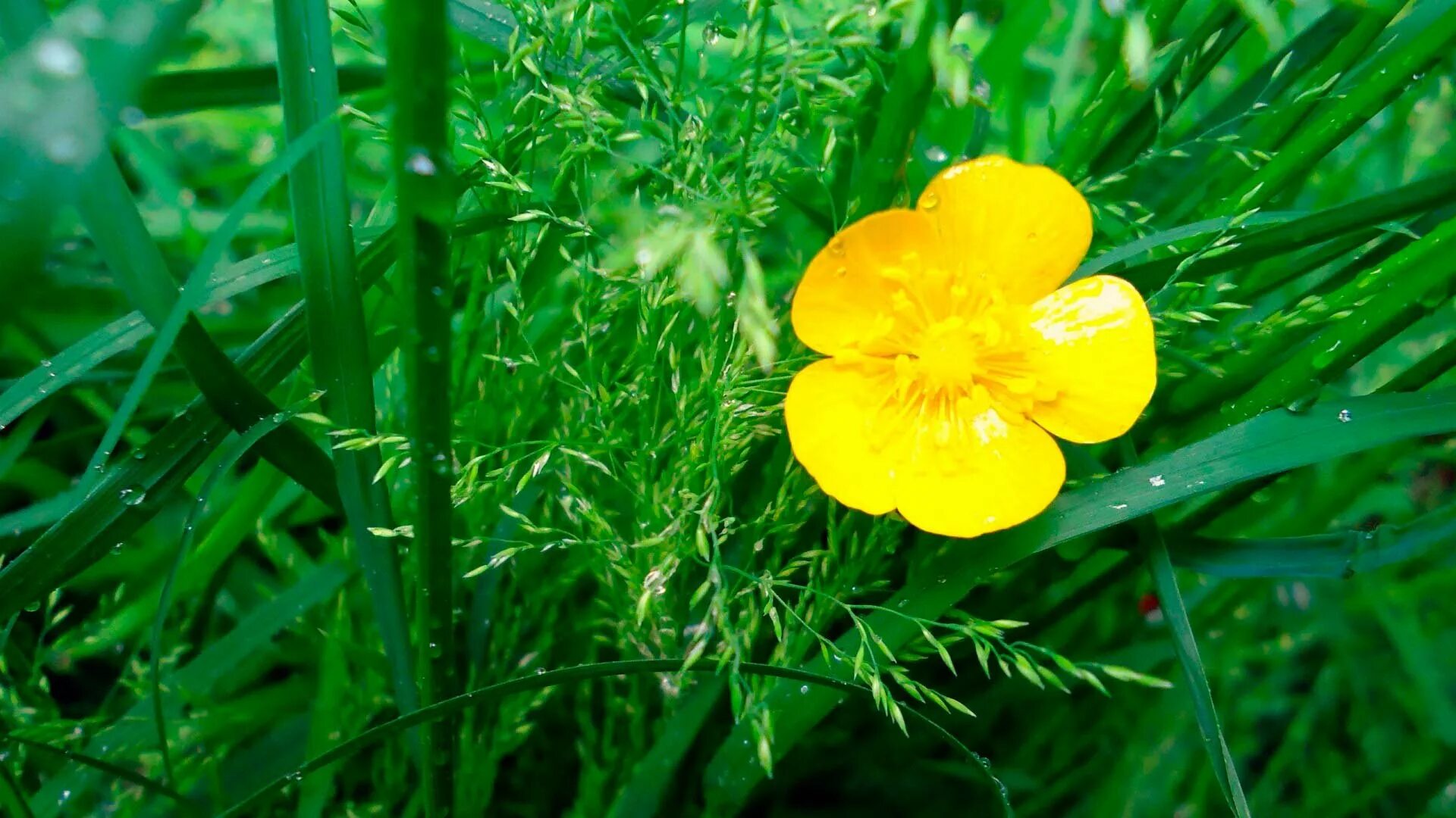 Газонная трава с желтыми цветами. Трава с желтыми цветочками. Желтый цветок полевой рапс. Трава с желтыми цветочками. Трава с желтыми шариками.