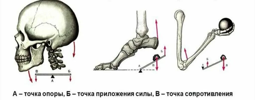 2 рычаг в скелете человека