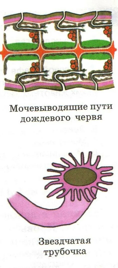 Кольчатые черви метанефридии. Метанефридии дождевого червя. Выделительная система дождевых червей. Выделительная система дождевого червя.