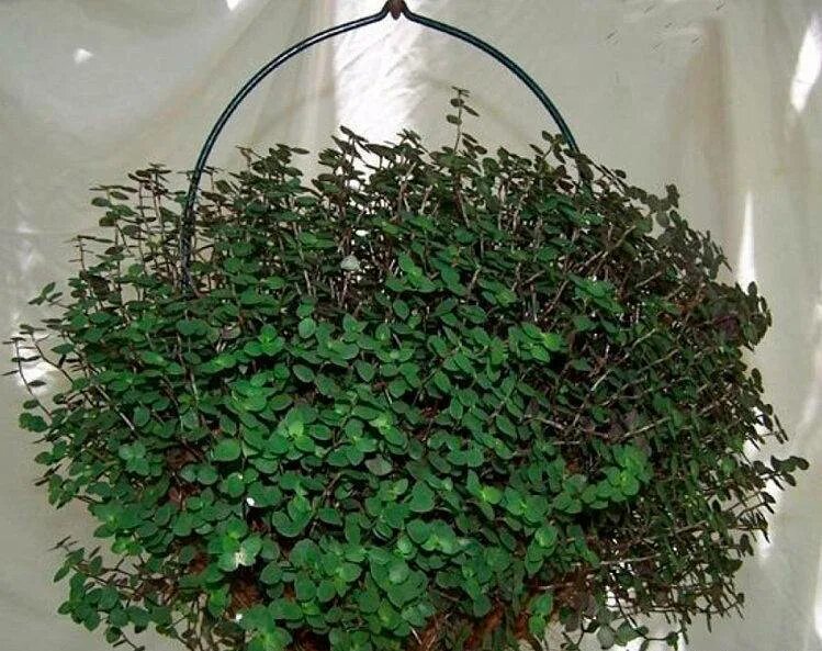 2 stuks! Kamerplant Eden Elegance Callisia Turtle bol.com