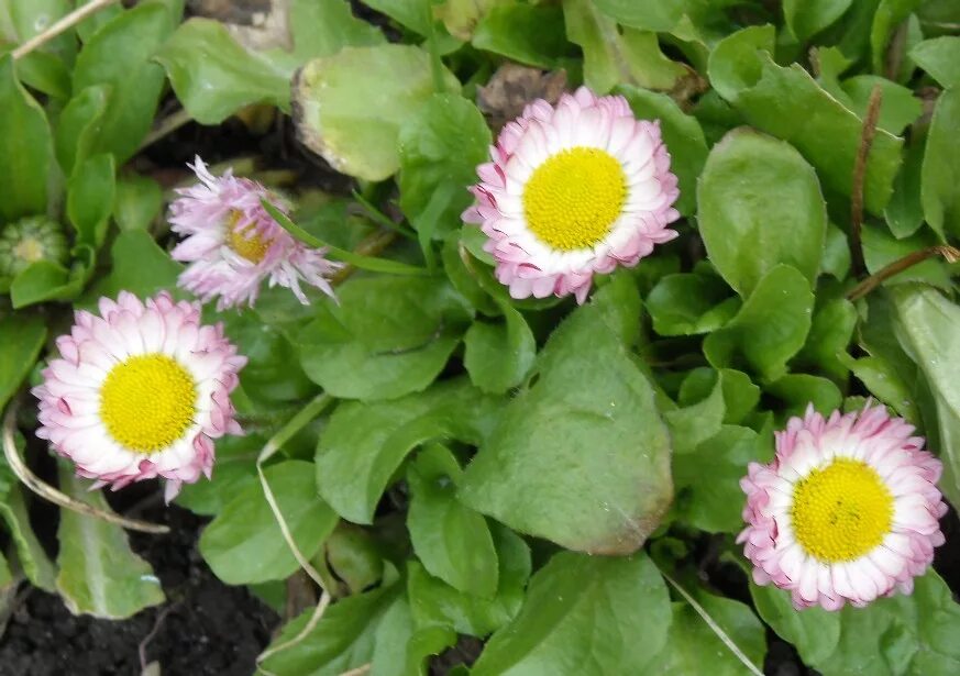 маргаритки цветы. как сделать чистую маргаритку. как сделать чистую маргаритку. маргаритки цветы.