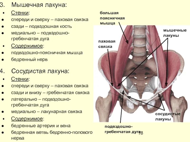 Что такое лакуна