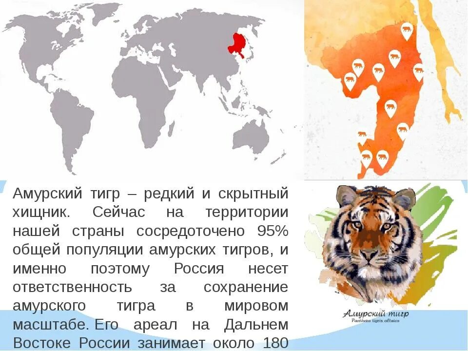 Необходимость сохранения популяции амурского тигра закреплена. Амурский тигр ареал обитания в России. Ареал обитания амурских тигров на карте. Ареал Амурского тигра. Ареал Амурского тигра на карте.