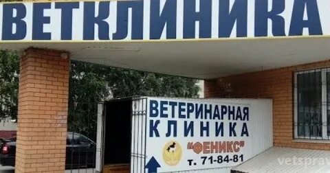 Феникс липецк
