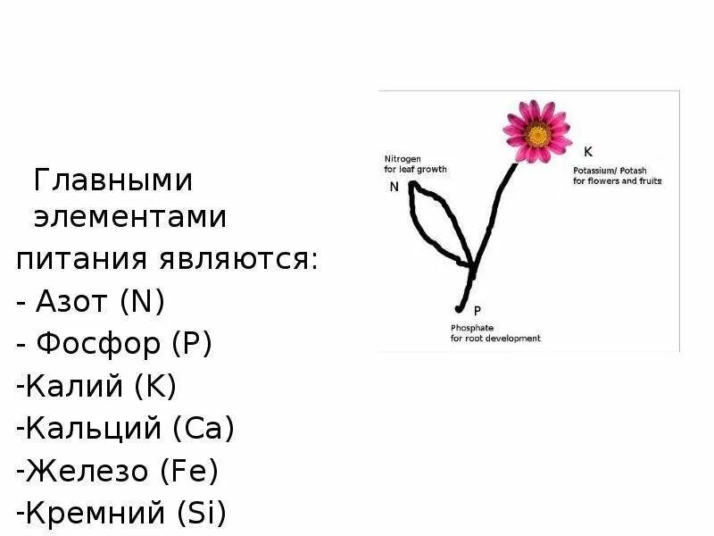 Калий кальций фосфор азот. Калий кальций фосфор азот