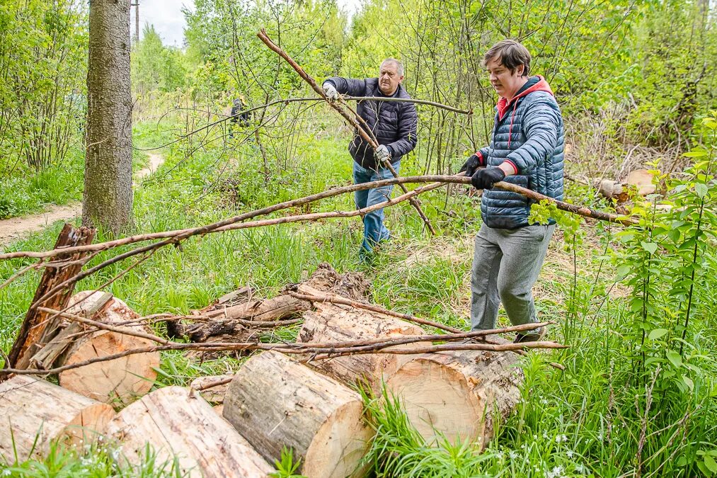сухостой в лесу. можно пилить сухостой. можно пилить сухостой. можно пилить сухостой. вырубка сухостоя.