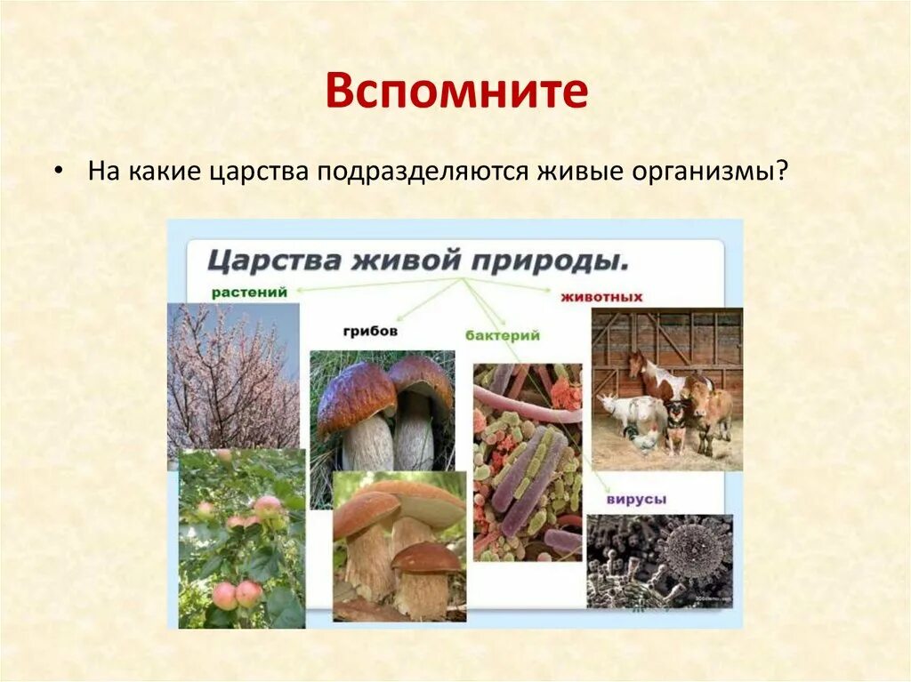 Сколько на земле существует царств. Царства организмов. Царства живой природы презентация. Все царства живых организмов. Царства живых организмов презентация.