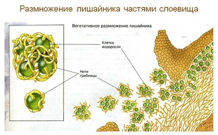 2 лишайники размножаются. Вегетативное размножение лишайников. Размножение лишайников схема в рисунке. Размножение лишайников рисунок. Лишайник бесполое размножение.