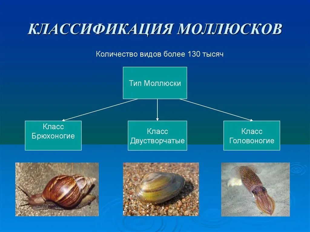 Три примера животных относящихся к моллюскам. Классификация моллюски 7 класс биология. Представители моллюсков 7 класс биология. Тип моллюски 7 класс биология классификация. Схема классификации моллюсков 7 класс.