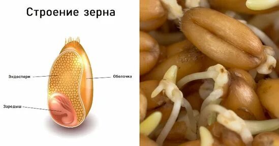 Оболочка зерна зародыш. Эндосперм оболочек зерна пшеницы. зерно зародыш эндосперм. строение зерна. зерно пшеницы в разрезе.