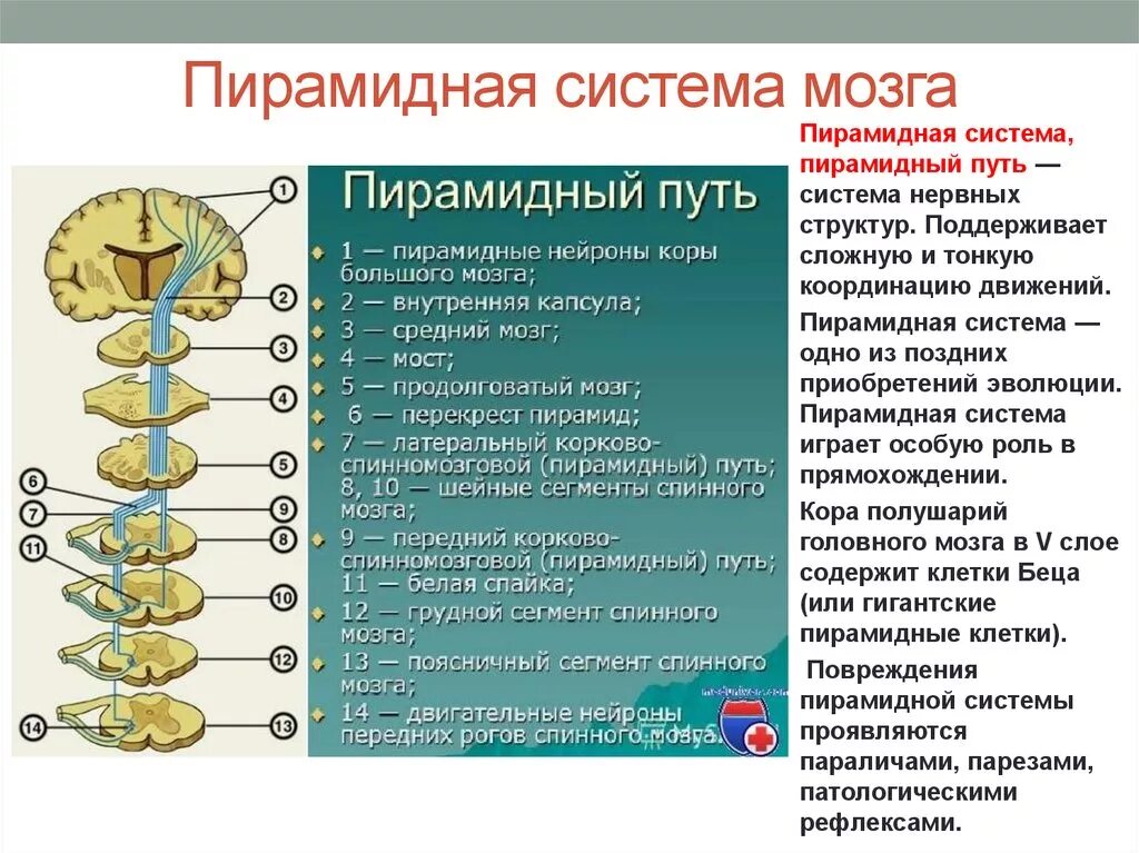 Экстрапирамидный путь неврология схема. Экстрапирамидный путь неврология схема. Проводящие пути экстрапирамидной системы схема. Экстрапирамидный путь неврология схема. Экстрапирамидная система неврология проводящие пути.
