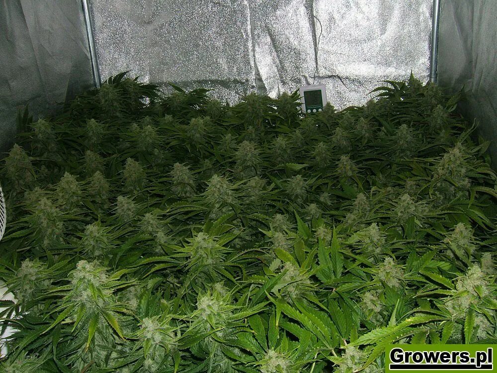 Бошки Mazar. Мазар сорт. Chronic Ryder auto сорт. Мазар фен марихуана. Grow report