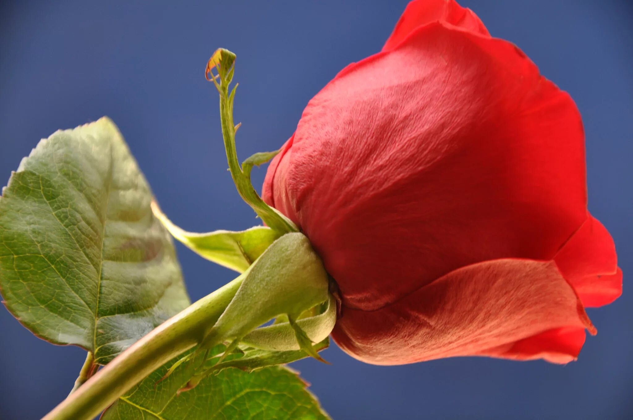 Распускание бутонов. Бородатые чашелистики розы. Бутон розы. Цветы аромат бутоны. Бутон.