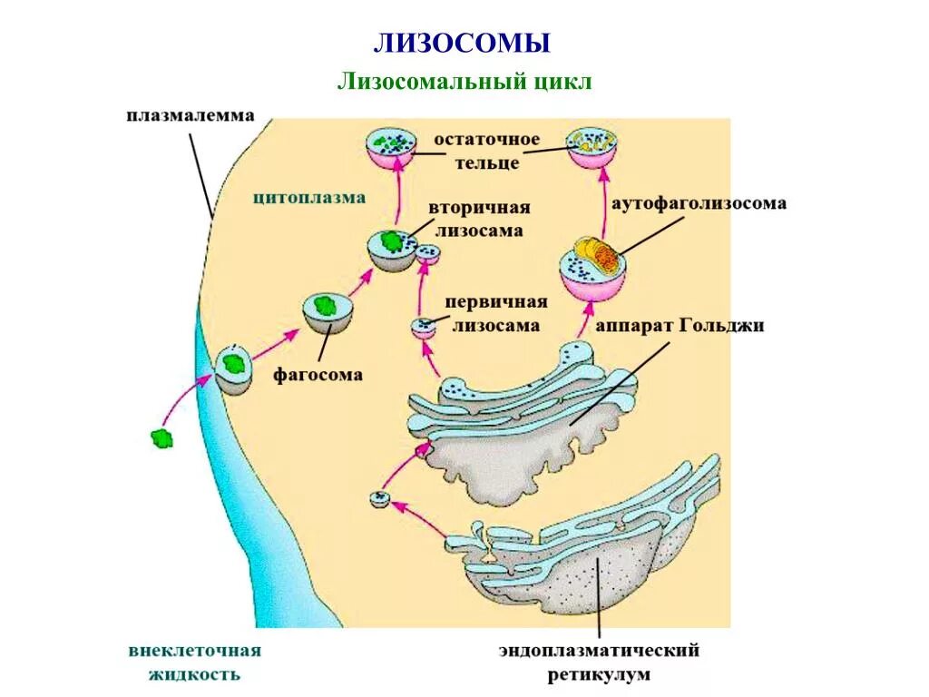 Слияние лизосомы с фагоцитозным пузырьком. Схема образования лизосом. Аппарат Гольджи формирование лизосом. Структура первичных лизосом. Образует вторичные лизосомы.