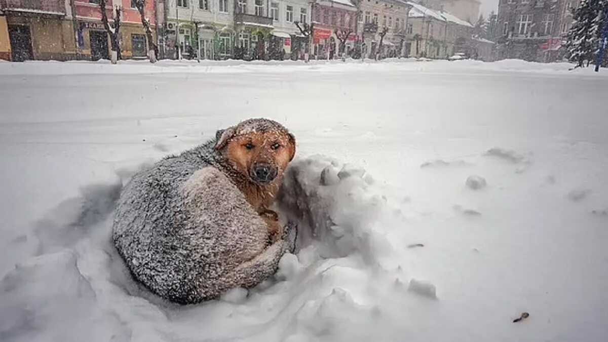 Снег голодный. Бездомные животные зима. Бездомные животные мерзнут.