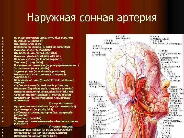 Сонная артерия в топографии черепа. Наружная Сонная артерия в сонном треугольнике. Наружная Сонная артерия топография. Синтопия наружной сонной артерии. Общая сонная артерия находится