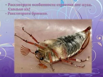 Лабораторная насекомые