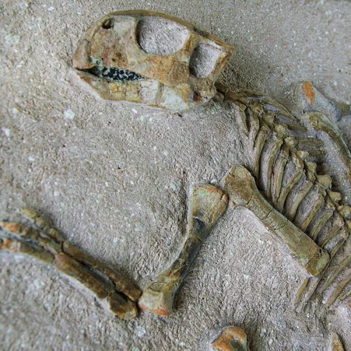 Окаменелость пситтакозавра. Fossil окаменелости. Окаменелости кости динозавров. Окаменелость синорнитозавра.