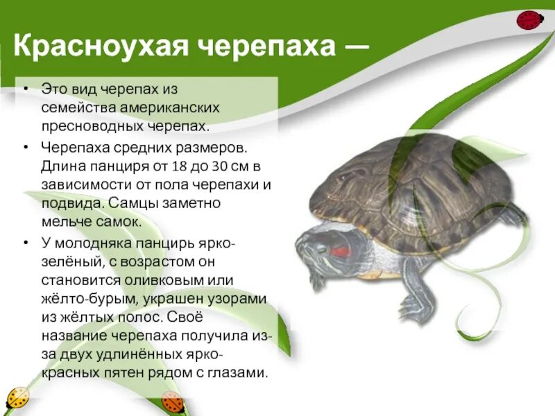 Красноухая черепаха среда обитания. Подвиды красноухих черепах. Родина красноухой черепахи. Факты о красноухих черепах.