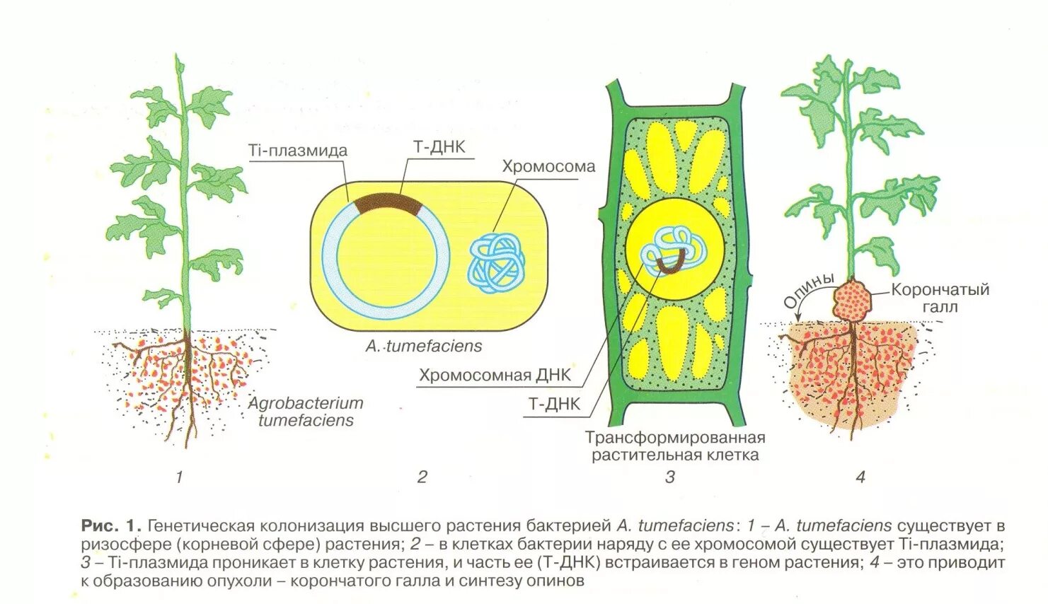 Преобразования у растений