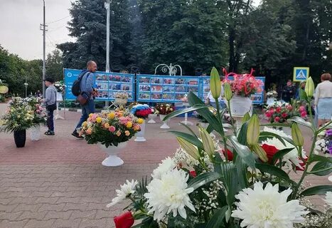 Цветы губкин